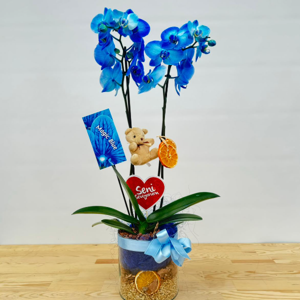  Manavgat Çiçek Siparişi  Çift Dallı Mavi Orkide 